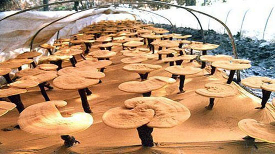 Picture 10 of The beauty of Ganoderma