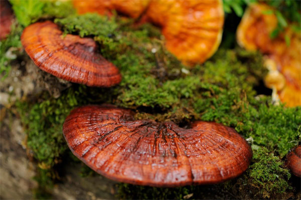 Picture 2 of The beauty of Ganoderma