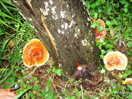 Picture 3 of The beauty of Ganoderma