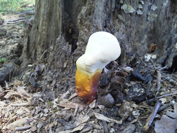 Picture 4 of The beauty of Ganoderma