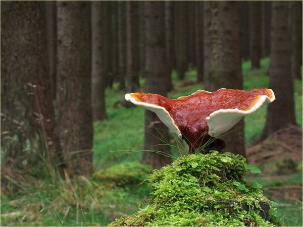Picture 5 of The beauty of Ganoderma