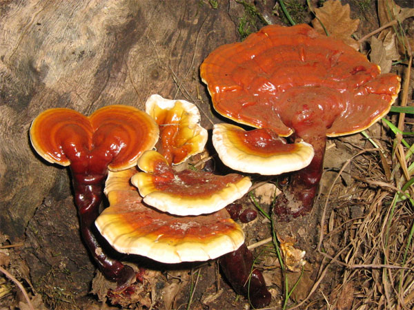 Picture 6 of The beauty of Ganoderma