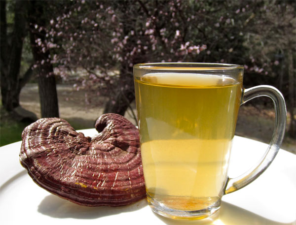 Picture 8 of The beauty of Ganoderma