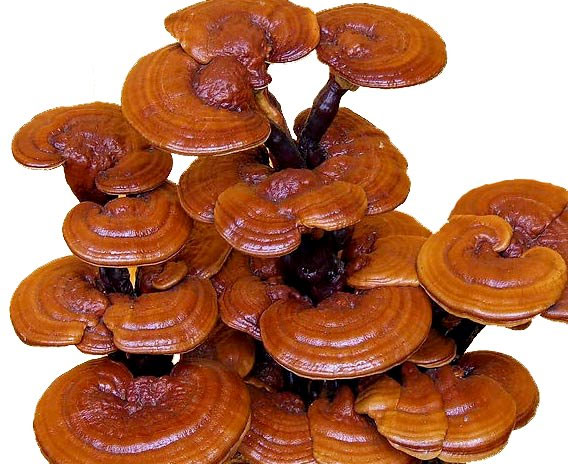 Picture 9 of The beauty of Ganoderma