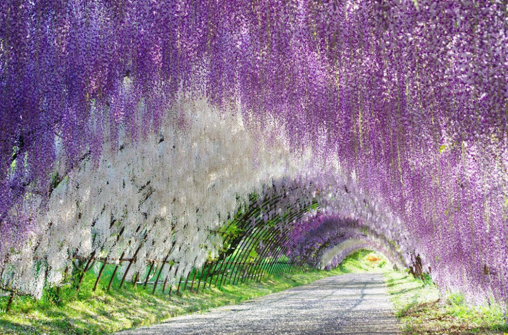 Picture 12 of The beauty of 'hard to resist' of 20 places in the world when spring comes