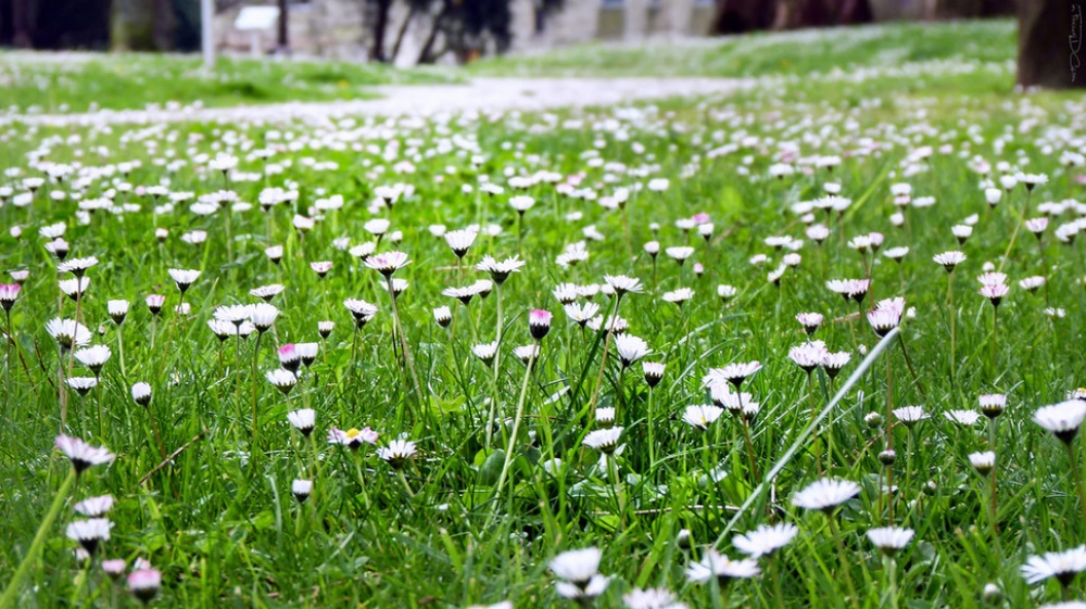 Picture 18 of The beauty of 'hard to resist' of 20 places in the world when spring comes