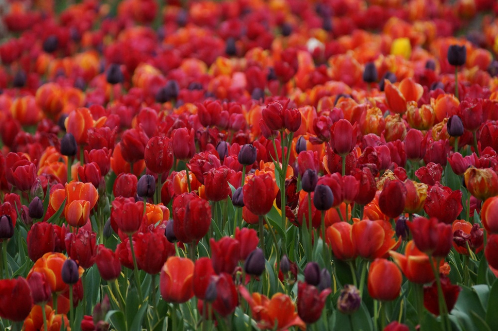 Picture 2 of The beauty of 'hard to resist' of 20 places in the world when spring comes