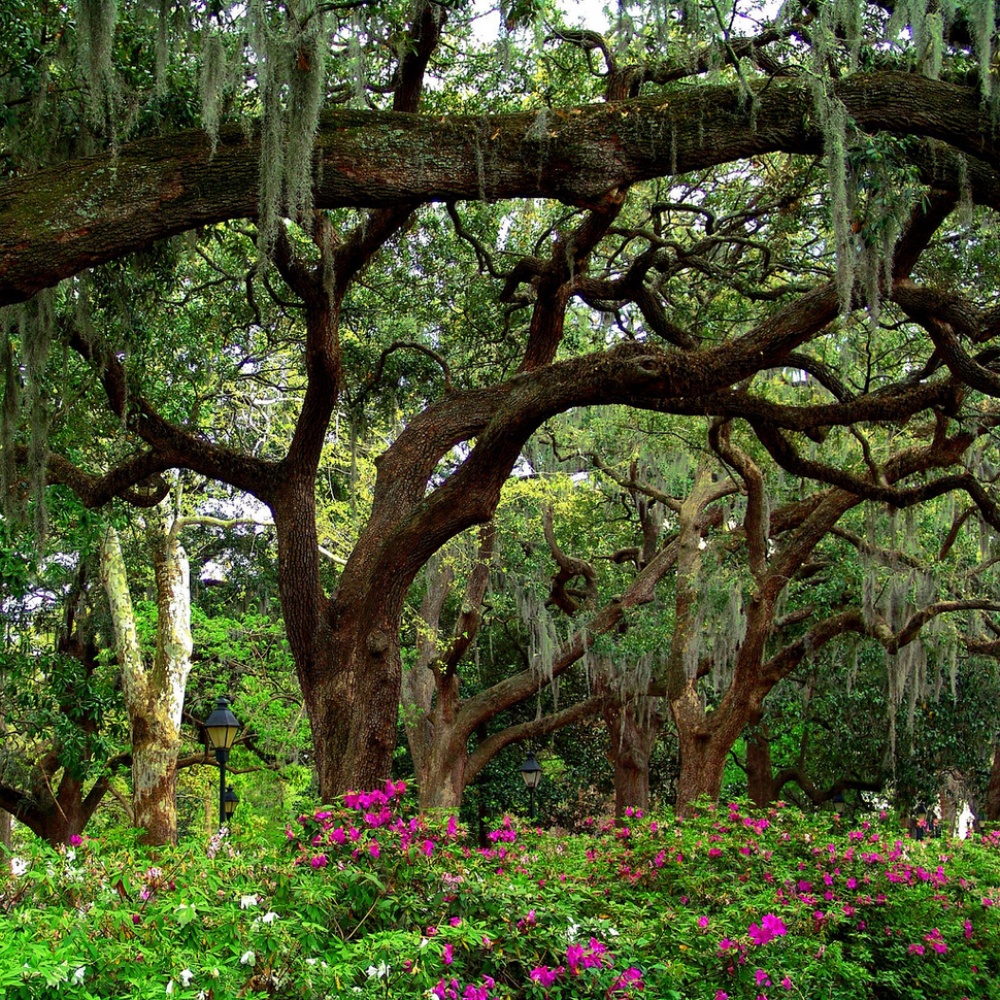 Picture 5 of The beauty of 'hard to resist' of 20 places in the world when spring comes