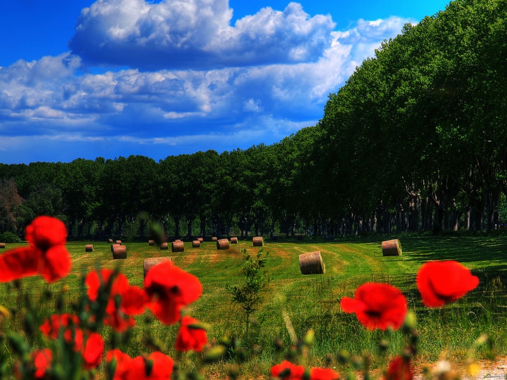 Picture 6 of The beauty of 'hard to resist' of 20 places in the world when spring comes