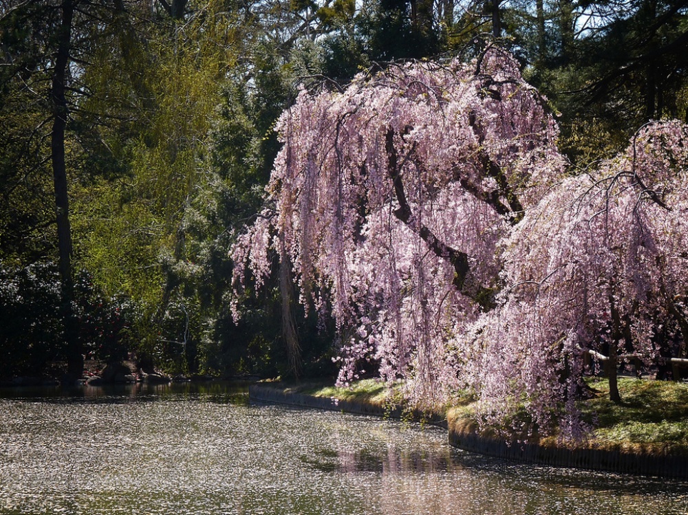 Picture 9 of The beauty of 'hard to resist' of 20 places in the world when spring comes