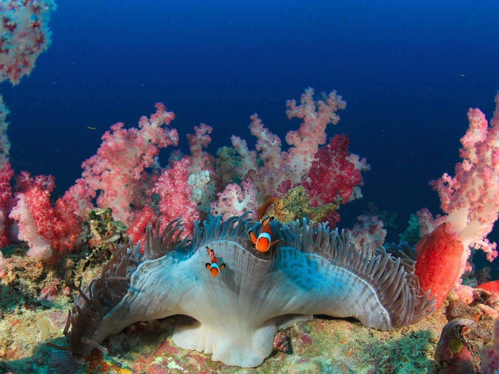 Picture 19 of The beauty of the only natural wonder seen from the universe