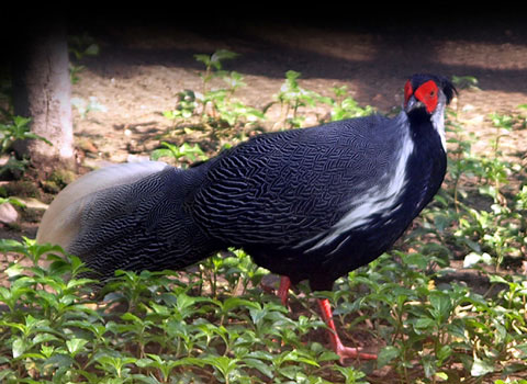 Picture 5 of The beauty of Vietnamese chickens