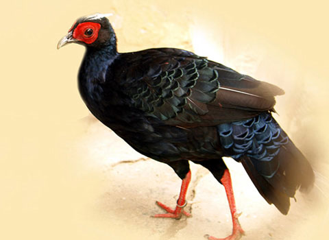 Picture 6 of The beauty of Vietnamese chickens