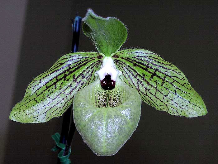 Picture 10 of The beauty of Vietnamese orchid flowers