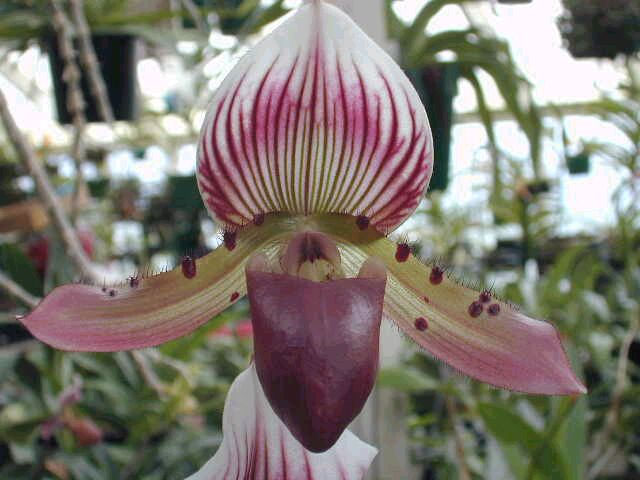 Picture 5 of The beauty of Vietnamese orchid flowers