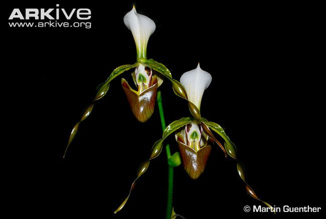 Picture 6 of The beauty of Vietnamese orchid flowers