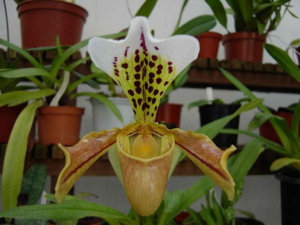 Picture 7 of The beauty of Vietnamese orchid flowers