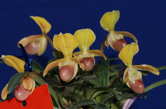 Picture 8 of The beauty of Vietnamese orchid flowers