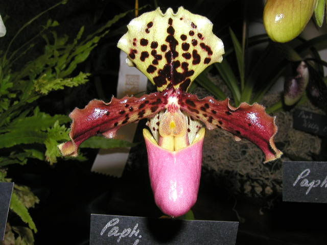Picture 9 of The beauty of Vietnamese orchid flowers