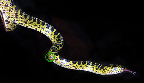 Picture 10 of The beauty of Vietnamese snakes