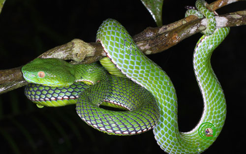 The beauty of Vietnamese snakes