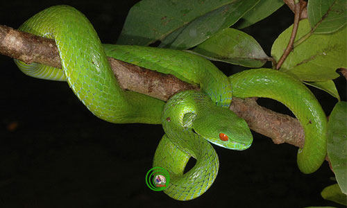 Picture 7 of The beauty of Vietnamese snakes