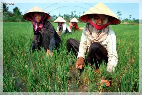 The beauty of Vietnamese women in the past and now