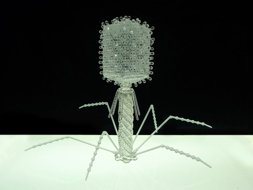 Picture 9 of The beauty of virus through glass sculpture model