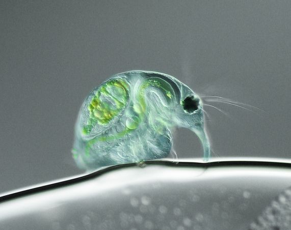 Picture 10 of The best Micro photos in 2011