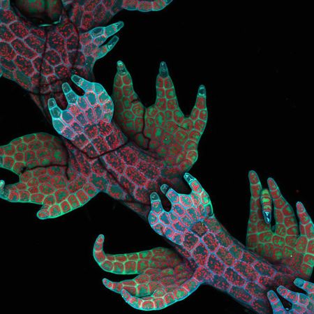 Picture 4 of The best Micro photos in 2011