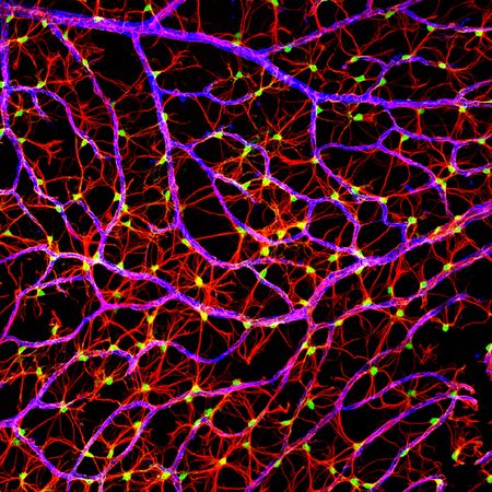 Picture 7 of The best Micro photos in 2011