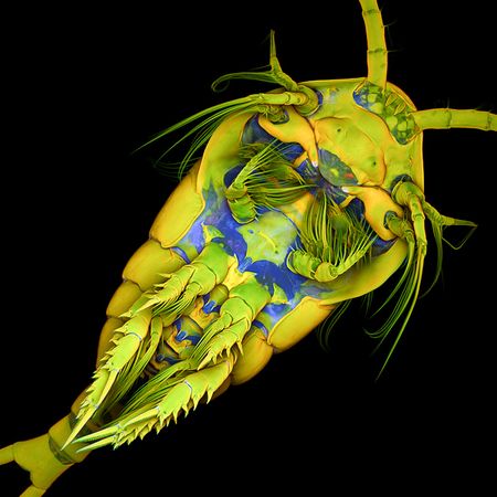 Picture 9 of The best Micro photos in 2011
