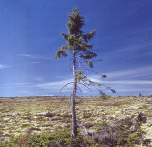 Picture 3 of The best of science in 2008