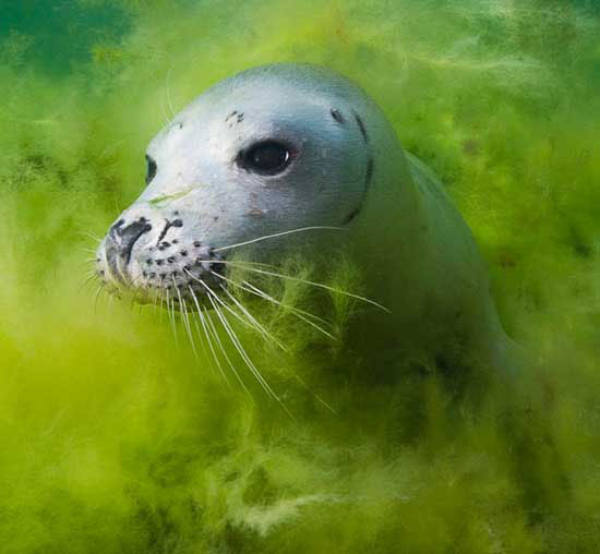 The best photos about the environment in 2010 images 10