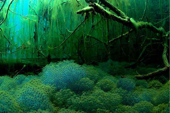 The best photos about the environment in 2010 images 11