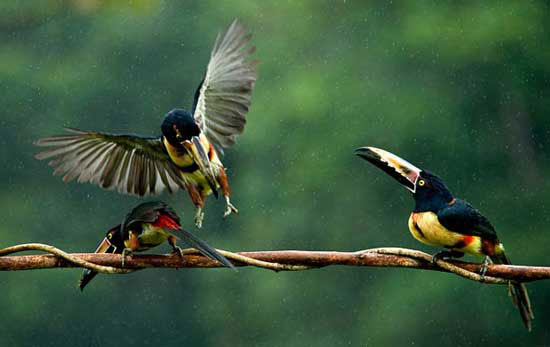 The best photos about the environment in 2010 images 14