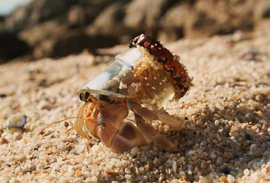 The best photos about the environment in 2010 images 15