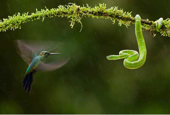 The best photos about the environment in 2010 images 3