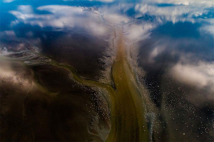 Picture 10 of The best photos won the 2019 Bird Photographer Contest