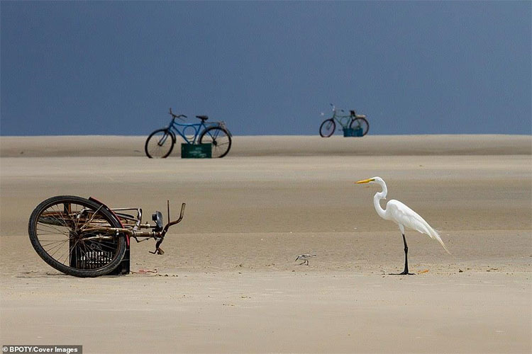 Picture 11 of The best photos won the 2019 Bird Photographer Contest