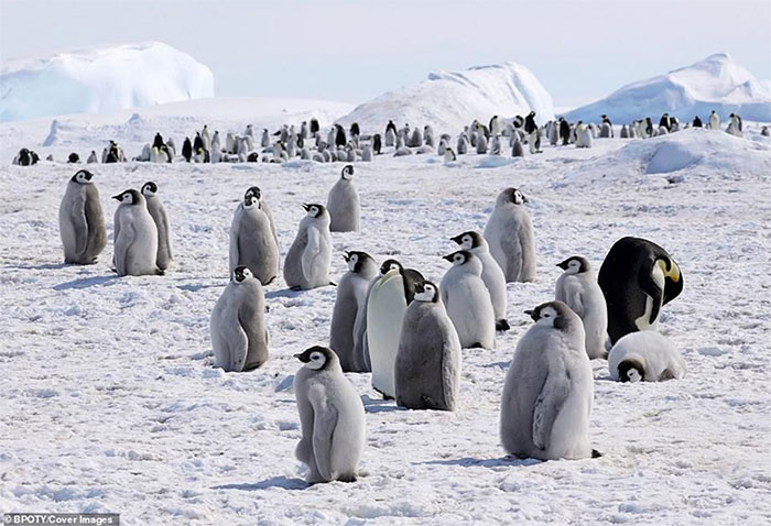 Picture 12 of The best photos won the 2019 Bird Photographer Contest
