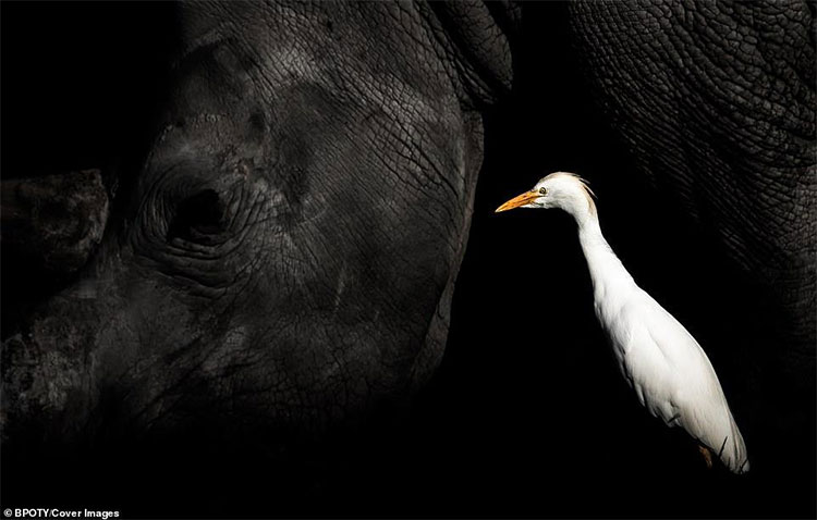 Picture 14 of The best photos won the 2019 Bird Photographer Contest