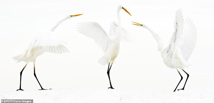 Picture 6 of The best photos won the 2019 Bird Photographer Contest