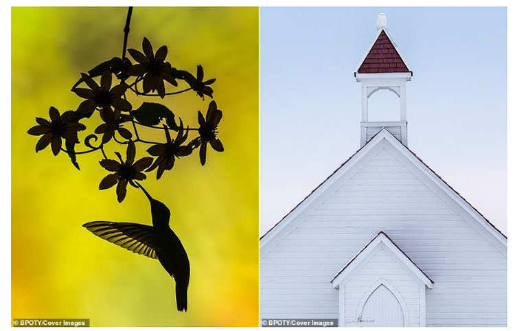 Picture 7 of The best photos won the 2019 Bird Photographer Contest