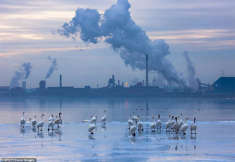 Picture 8 of The best photos won the 2019 Bird Photographer Contest