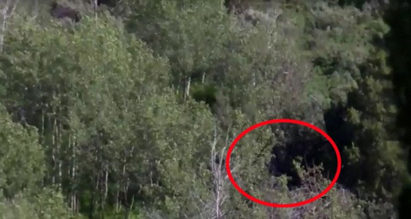 Picture 1 of The Bigfoot feathered leaf stood motionless in the forest?