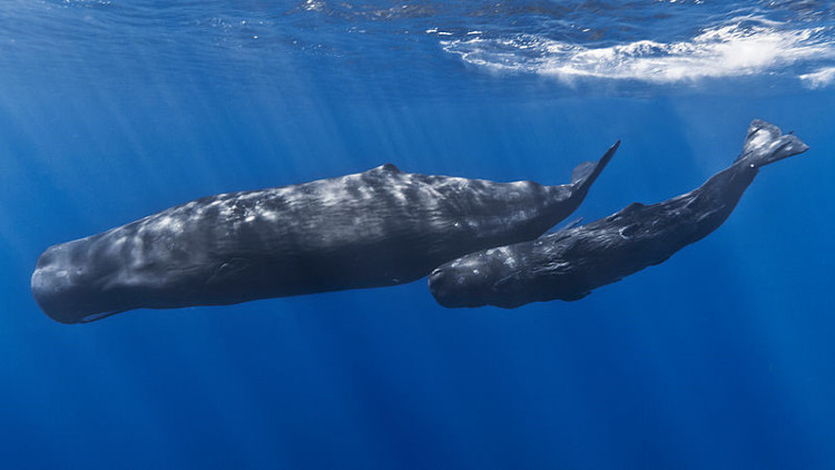 Picture 1 of The biggest brain on the planet of sperm whale