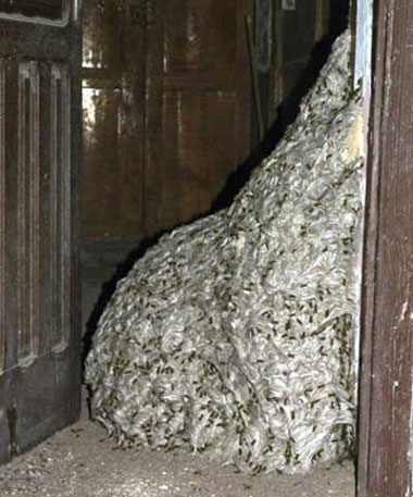 Picture 1 of The biggest honeycomb in the world shows up