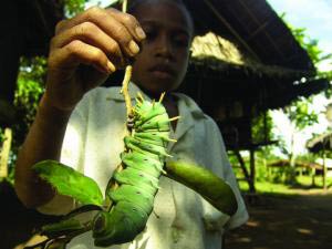 Picture 1 of The biodiversity of tropical forests shows that there are many different models
