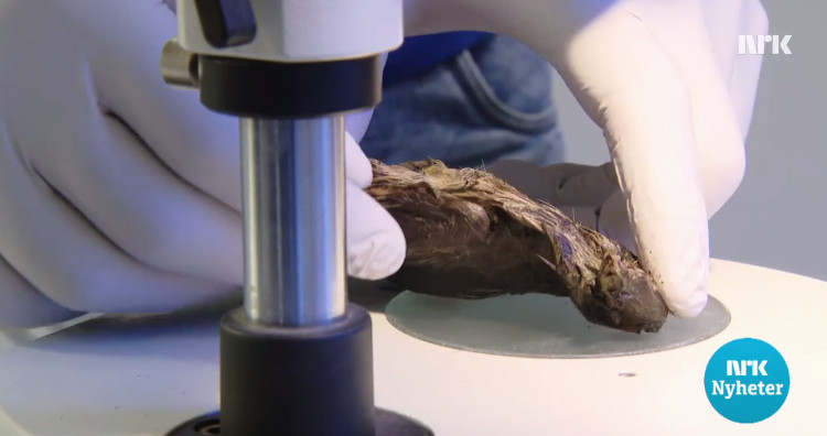 Picture 1 of The bird buried under the ice for 4,000 years remains intact